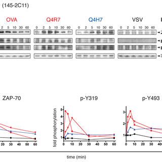 Biochemical Analysis Of ZAP 70 Recruitment And Phosphorylation