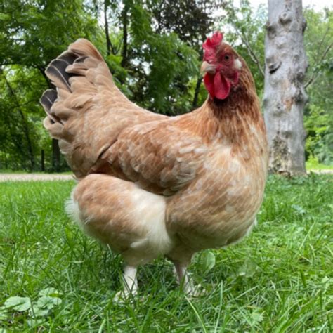 Breed Spotlight The Marans Meyer Hatchery Blog