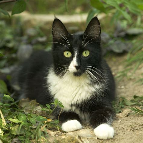 Fluffy Black And White Cats