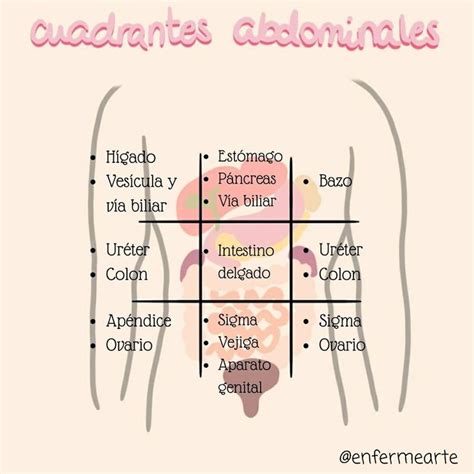 Rganos En Los Cuadrantes Abdominales Chart Map Line Chart