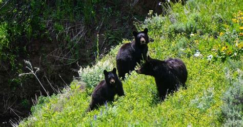 The Animals at Yosemite & How to See Them - Scenic States