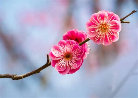 Japan In Bloom Japanese Plum Blossoms Sakuras Winter Cousins Live