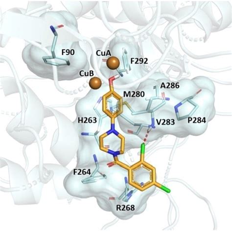 Molecular Interactions Of The Docked Poses Of Compound 10 Bright