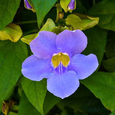 Hanging Purple Flower Stock Photo Image Of Attractive 16928618