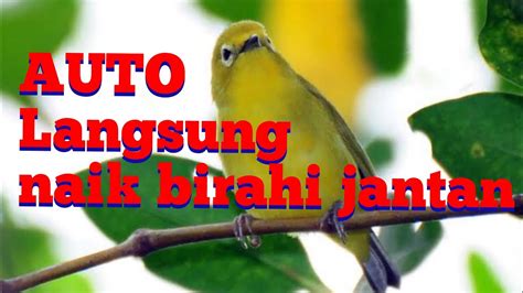 Pleci Betina Birahi Ampuh Bikin Jantan Langsung Naik Birahi YouTube