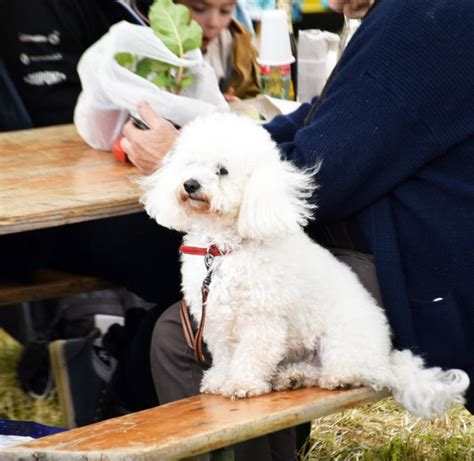 Nord La F Te Du Chien Revient Prisches Les Et Mai