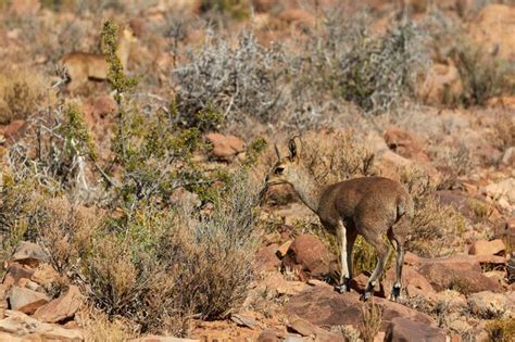 Premium Photo | Klipspringer eating grass in africa