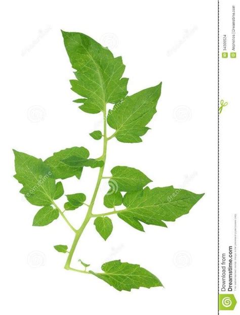 Tomato leaf | Leaf silhouette, Plant leaves, Leaves