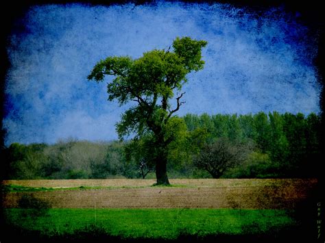 Papel de parede luz solar panorama floresta natureza céu campo