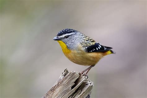 Spotted Pardalote Pardalotus Punctatus By Lanceb Ephotozine