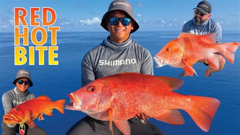 Fishing The Great Barrier Reef Whitsundays Red Emperor Coral Trout