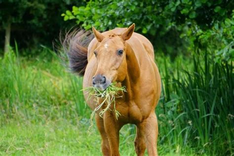 Horse Grass Glands: What You Need To Know