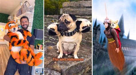 Top 10 Dog Influencer Halloween Costumes on Instagram – 2023 Edition ...