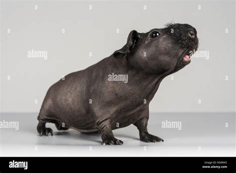 The Skinny Pig Hairless Breed Of Guinea Pig Uk Stock Photo Alamy