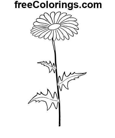 Tegning Line Art Daisy Flower Gratis Utskrivbare Fargeleggingssider