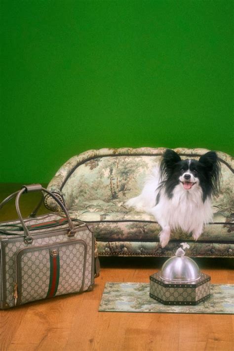 Gucci Pet Collection Campaign Dog Cat Photos