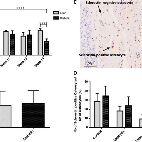 Serum And Bone Sclerostin Levels In Zdf And Control Zucker Rats A