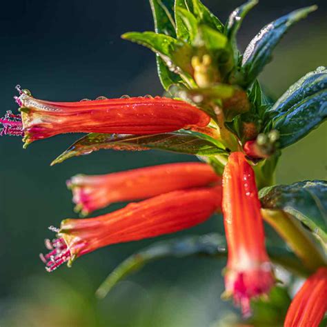 Cigar Plant Seeds Cuphea Ignea Scarlet Flower Seed