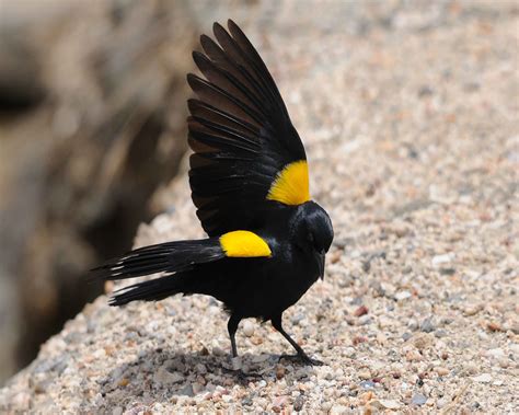 Free picture: yellow, shouldered, blackbird, standing, rock, wings