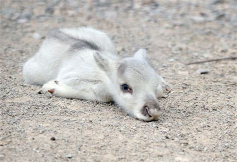 Baby Reindeer For Christmas Baby Animal Zoo