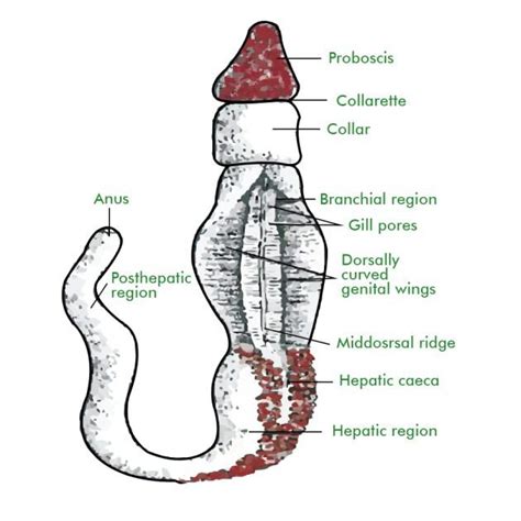 Hemichordata