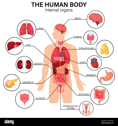 Diagrama De órganos Del Cuerpo Humano Femenino