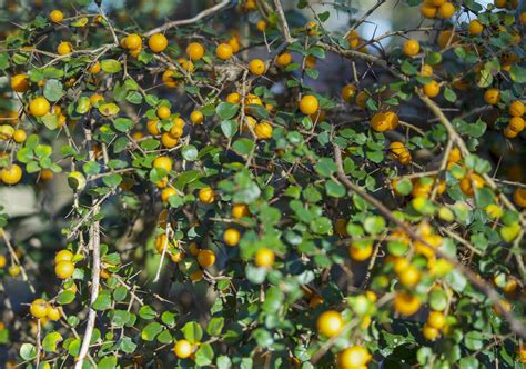 Growing A Mini Hedge With Native Plants Australian Native Plants