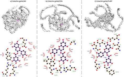 Molecular Docked Complex Of Catechin 3 O Gallate With Bacterial Cell Download Scientific