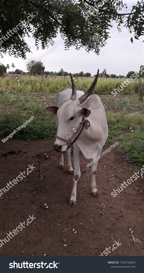 Indian White Cow Farm Stock Photo 1106734829 | Shutterstock