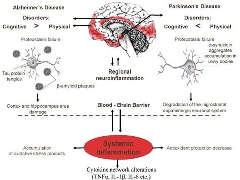 Ijms Free Full Text Similarity And Differences In Inflammation Related Characteristics Of