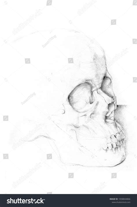 Pencil Drawing Human Skull Stock Illustration 1058844866 | Shutterstock