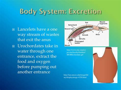 Ppt Invertebrate Chordates Powerpoint Presentation Free Download Id 5893315