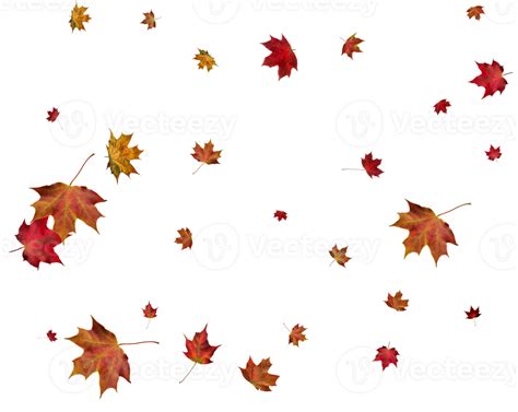 Autumn Maple Leaves Png