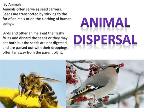 PPT - Seed dispersal PowerPoint Presentation - ID:3067540