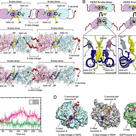 Model For Oligomerization Of The Kinase Domains Of Her And Inactive