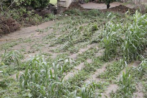 Lluvias Torrenciales En Atlixco Dañan 30 Hectáreas De Sembradíos E