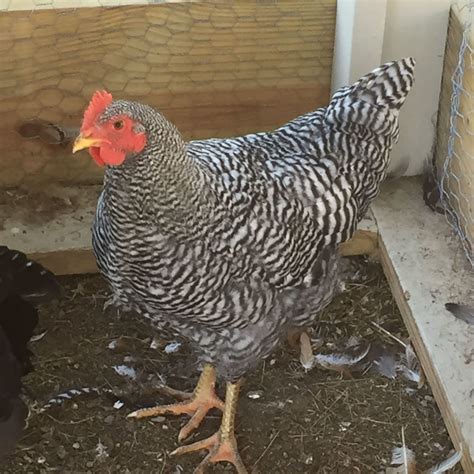 Barred Rock Rooster Vs Hen