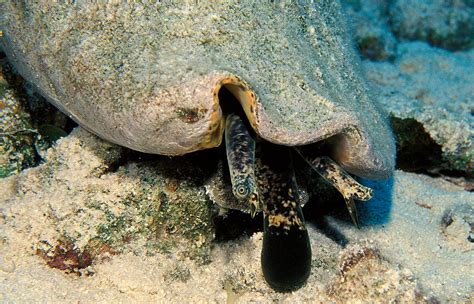 The Queen Conch Will Her Reign Continue Dive Training Magazine