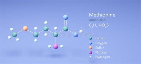 Methionine Amino Acid Molecular Structures D Rendering Structural