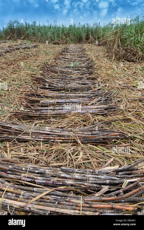 Farmer Sugarcane Harvest Plantation Hi Res Stock Photography And Images