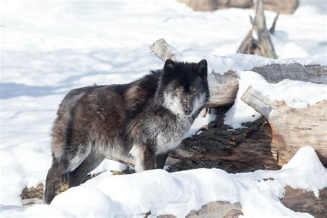 The 10 Largest Wolves In The World A Z Animals