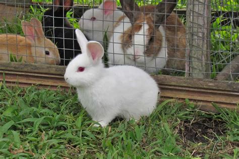 How To Start Rabbit Farming In The Netherlands Business Plans Breeds