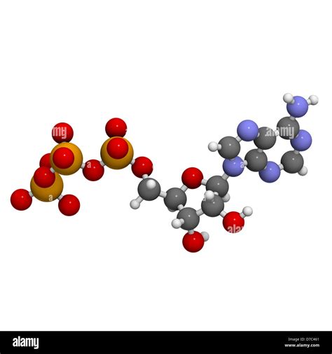 Adenosine Triphosphate Atp Energy Transport Molecule Chemical