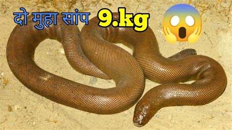 दो मुहा सांप 🐍 Two Head Snake 😱 Youtube