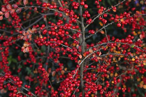 Cotoneaster Horizontalis Red Berries Stock Image Image Of Botany