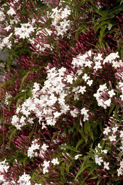 Pink Jasmine Ground Cover Ground Cover Good