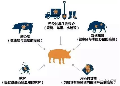 [抗击非瘟]华农恒青教你如何做好猪场生物安全 搜狐大视野 搜狐新闻