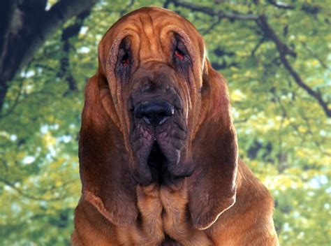 Bloodhound 2 - Pet Paw