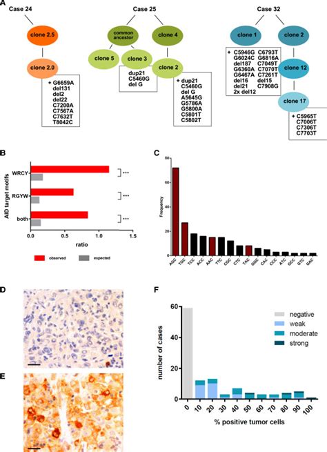 Genomic Alterations In Ciita Are Frequent In Primary Mediastinal Large