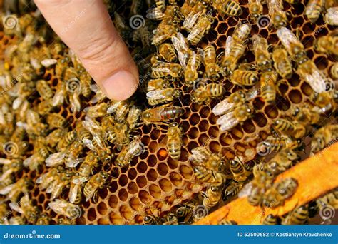 Abejas Dentro De Una Colmena Con La Abeja Reina En El Centro Foto De